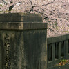 荒神橋の桜