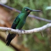 ミドリボウシテリハチドリ(Green-crowned Brilliant)