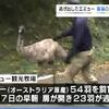 逃げ出した「エミュー」残る３羽を捕獲【熊本】