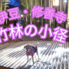 ❝伊豆・伊豆市　竹林の小径ライトアップ✨❞　愛犬とおでかけ-静岡県観光🎵2024年2月9日⑤