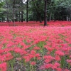 曼珠沙華もしくは彼岸花　群生