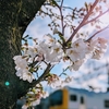 桜満開の飛鳥山登頂してきまちた！：王子〜田端〜尾久TOKYO WALKING MAP