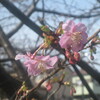 風と河津桜の春一番