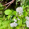 白い花って意外と多いと思った5月