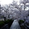 石和温泉の桜