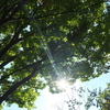 真夏☆15時の太陽光は、木の葉を通り抜けて来る