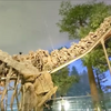 【古生物紹介】カマラサウルス