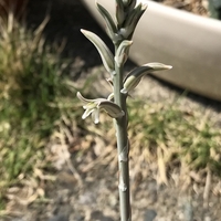 2025年4月12日の霧宝です。花が咲いていたので写真をパチリ。