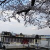 瀬田川沿いの桜。