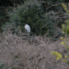 大きな鳥が飛んできて、