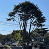 晴れてるが