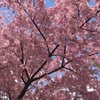 河津桜の花見に行く