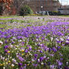 Crocus in Palmengarten