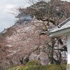 桜狩りー小田原城址