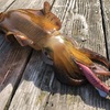 南伊勢春イカ釣行（まるよし渡船）