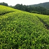 一番茶収穫から50日が経過　明日からは二番茶の予定ですが…