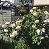 薔薇