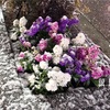 春の雪