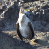 鳥撮散歩　ウミウのまなざし