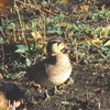 探鳥散策_谷戸山公園