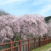 ２０２４ 桜を見る ～ 平成榛原子供のもり公園