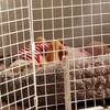 ついに先輩犬と後輩犬ご対面