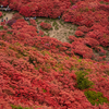 一目百万本、ツツジが満開な奈良県葛城山。色鮮やかなで日焼けもなく美しかった。