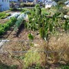 実家の畑で農作業です