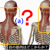 背面の首の筋肉はどこから？