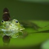 みんなの雑記🐸　ブログ開始から１２１週目　惑星担当さん