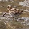 兵庫県東播磨：高砂）JR曽根→ため池→市ノ池公園。タヒバリ、ケリ、ツグミ、ジョウビタキ、シロハラ、イソヒヨドリ、メジロ、モズ、セグロセキレイ、ハクセキレイ、タシギ、イカルチドリ（or コチドリ）、オカヨシガモ、コガモ、カルガモ、ホシハジロ、キンクロハジロ、オオバン、カイツブリ、オオサギ、コサギ、アオサギ、カワウ。