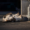 近隣繁華街のねこさん