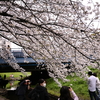 「江川せせらぎ緑道」の桜