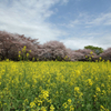 国営昭和記念公園・桜と菜の花、桜とポピー、チューリップを撮って