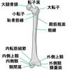 【基礎から学ぶ】大腿骨の部位名称【解剖学】