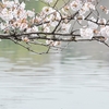 #写真 上野公園で満開の桜を撮ってきた