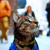 映画『Cat Daddies』＆Happy birthday KiKi ! 🐱