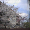 桜のはなびらたち
