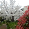 遅咲きの桜　５