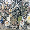 梅の花を見に、兼六園へ