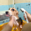 大暴れのビーグル犬！今日はシャンプーの気分じゃないの！