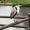 愛鳥週間　散歩をしていて気付いたこと　身の回りには野鳥がいっぱい