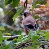 日本　文殊の森公園のカケス