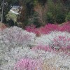 早春の花見ドライブ(月ヶ瀬梅林)