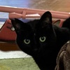 猫も集まる冬便り。