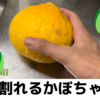 そのまま食べられるサラダかぼちゃ「コリンキー」