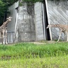 名古屋の東山動物園に行ってきた