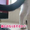 猫はおならをするの？原因は？