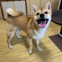 ゲイカップル、犬と暮らす