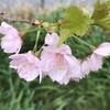 故郷の桜の色に、思い出を重ねること。